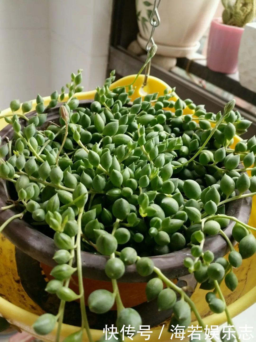 珠子|家里养了这花,小孩最喜欢,好看好玩太值了!