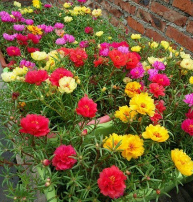 4种“懒人”盆栽花,浇水就疯长,给点阳花就灿烂,给你一片花海