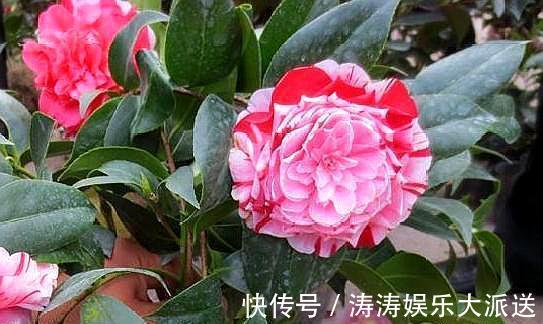 五彩椒树图片
