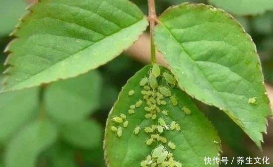 月季花被“蚜虫”包围,喷点“特效”水,来点养花肥,1个月解决!