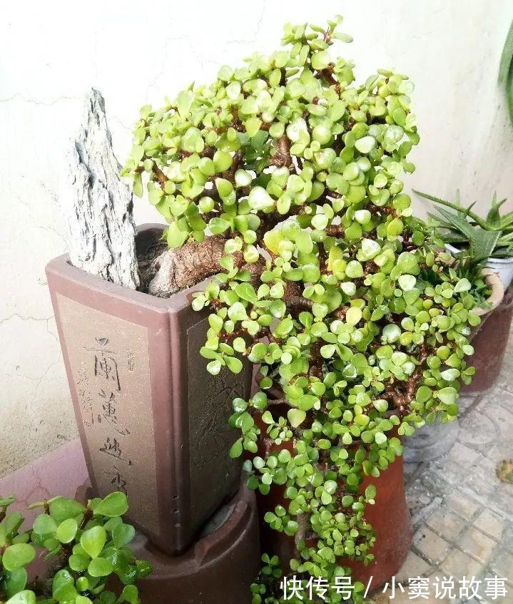 金枝玉叶不能长太高,越矮越值钱,一长高就砍!