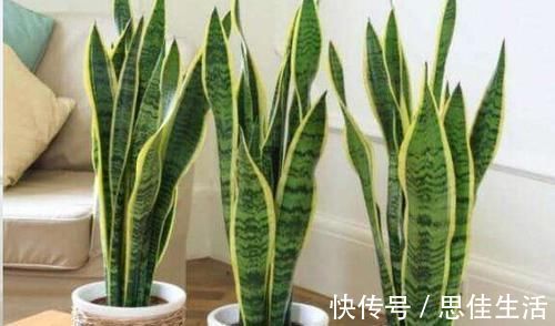 这10种花超级怕冷,再不搬进屋,小心只剩下盆了