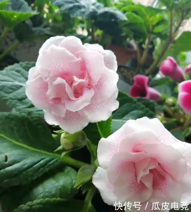 散光|这4种漂亮的花,有点散光就能开得灿烂,天冷也不怕