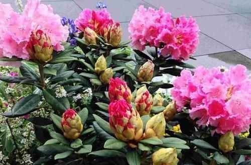 骨粉肥|什么松针土、腐叶土都不如这种土,土壤疏松又肥沃,养啥都爆盆!