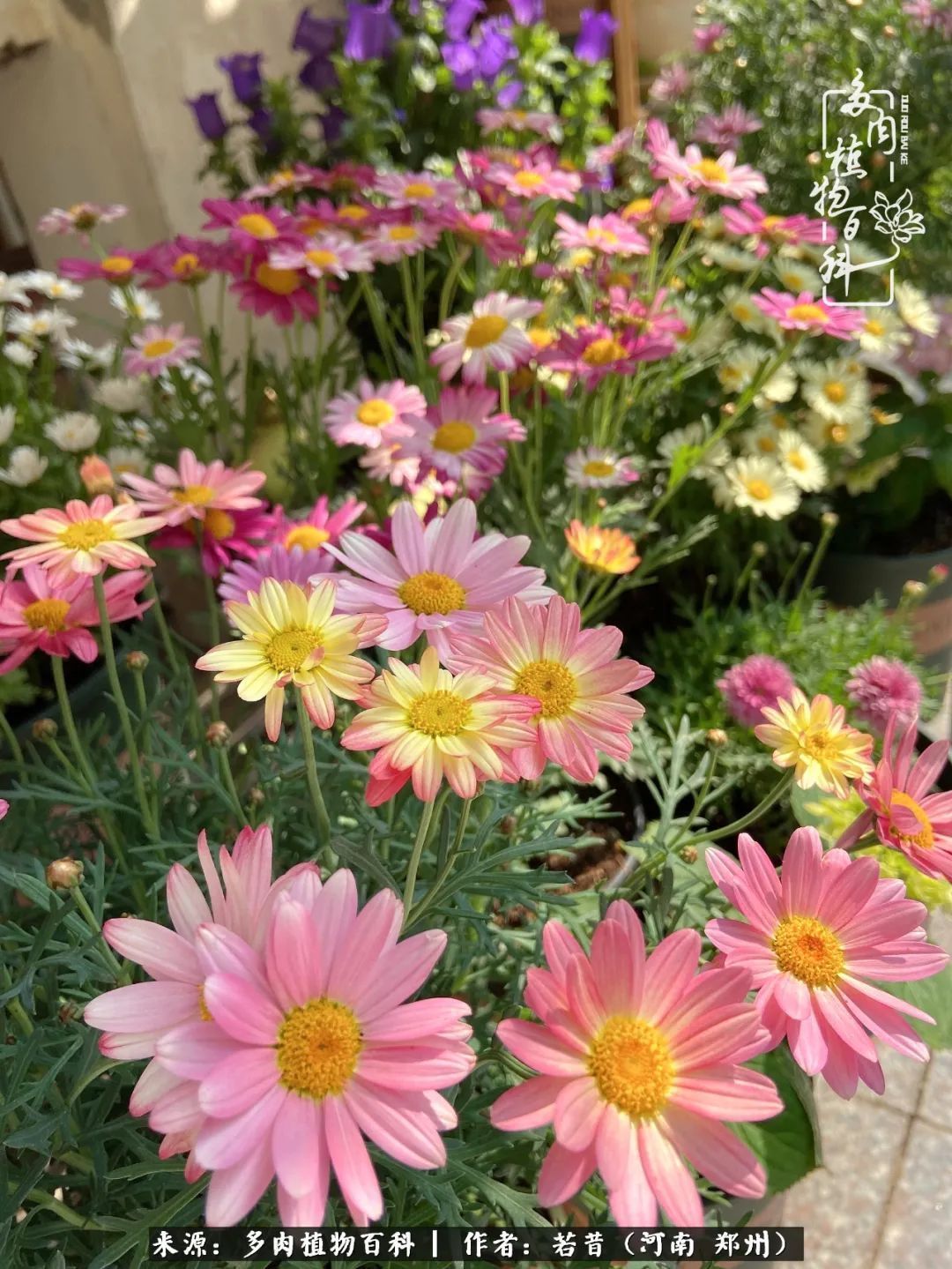 迷你小院儿，种满多肉、花草和蔬果，沉醉在自己的世外桃源！