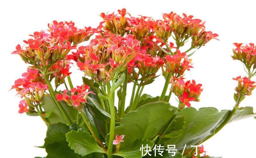 爆盆|长寿花这样养，轻轻松松爆盆，一年四季赏花不断