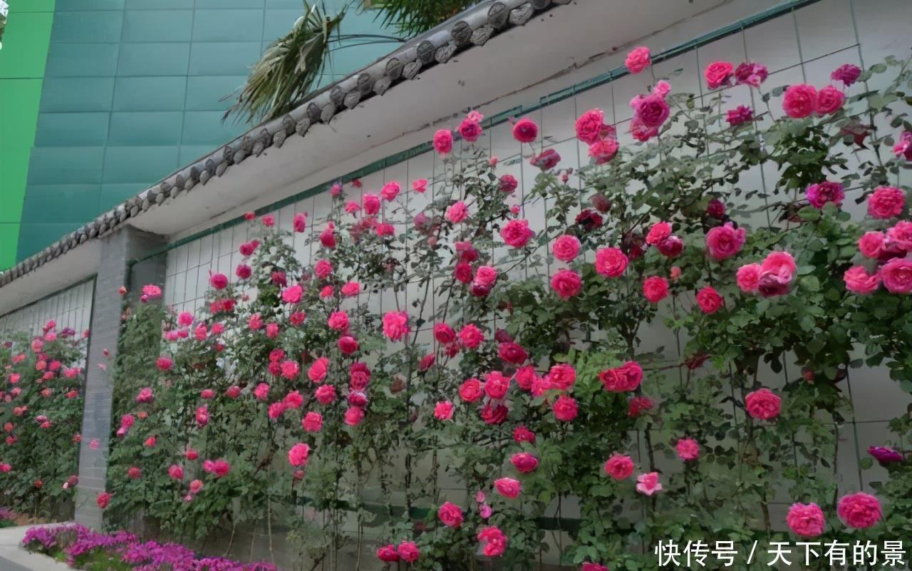 笋芽|月季花墙,小苗快速成型的“窍门”,一年满枝芽,爆出一墙花