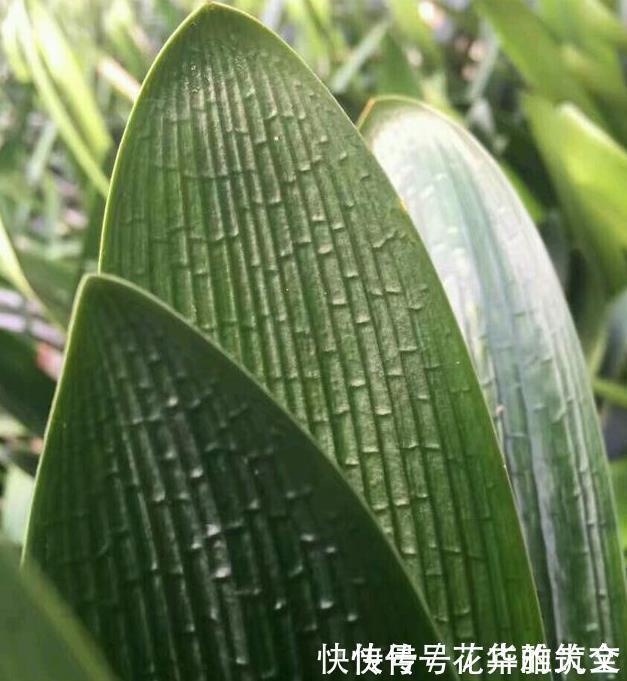 养君子兰用这个小妙招，开花多、新叶多、不夹箭，叶子绿的发光