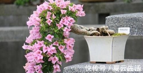 三角|三角梅花期浇水施肥有了新方法,让你的三角梅越开越鲜艳