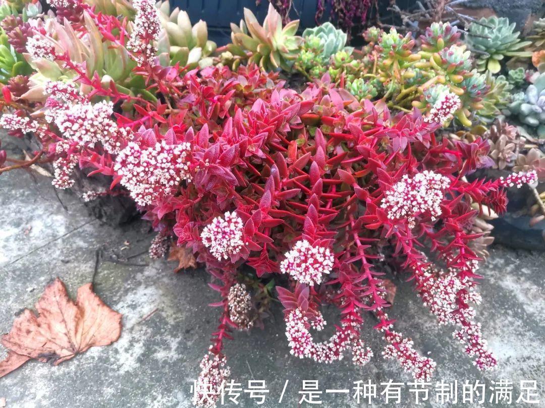 四川大哥养多肉，创意无极限，生活巴适得很！