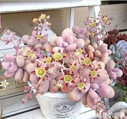  5种多肉植物，开花别剪掉，像中奖一样很少见，你家养过几种？
