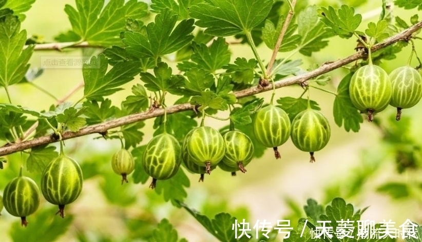 养颜|女人常食此果好处数不来,每天食几个,养血养颜,气色越来越红润