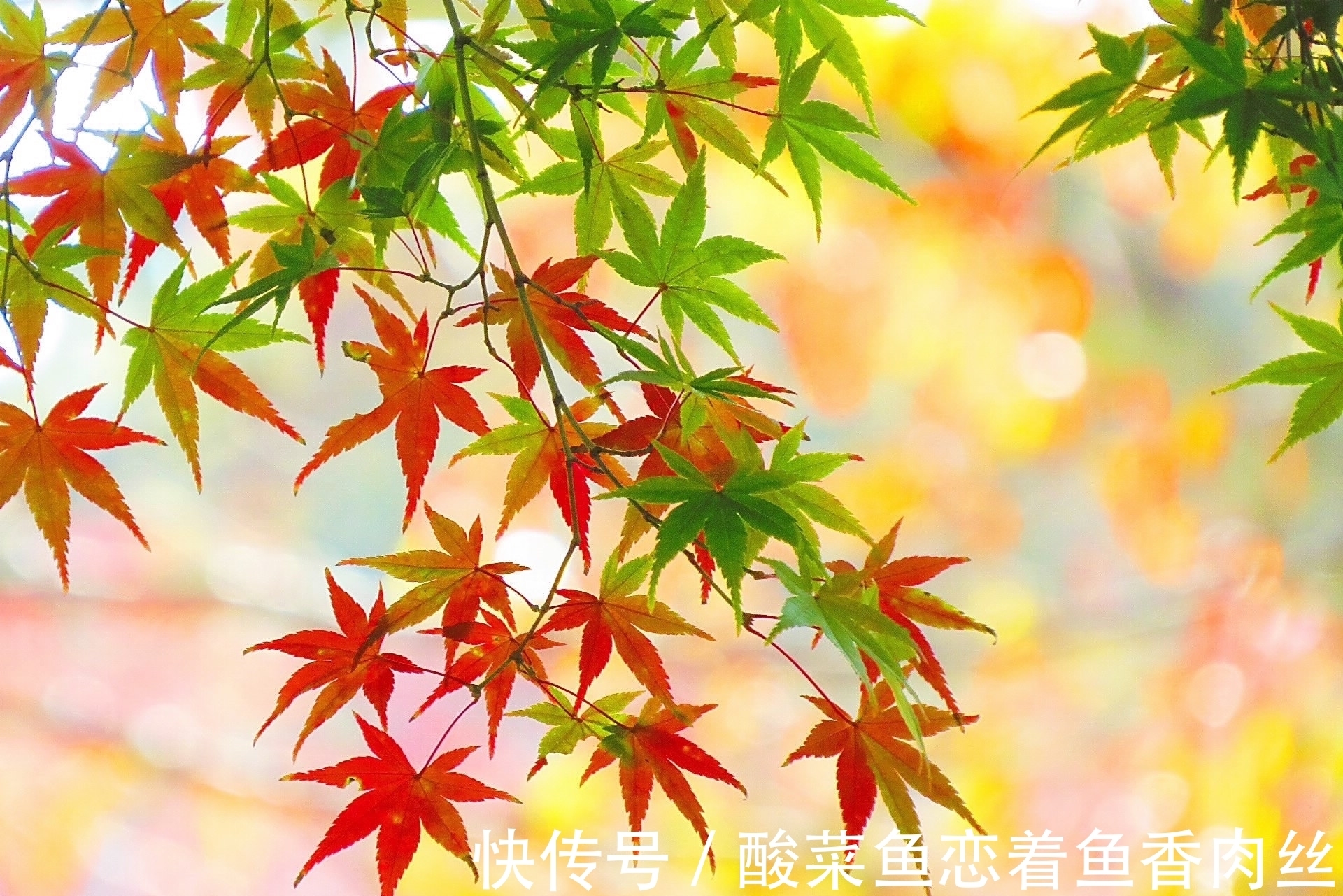 愚蠢!做人要大智若愚,不易锋芒毕露