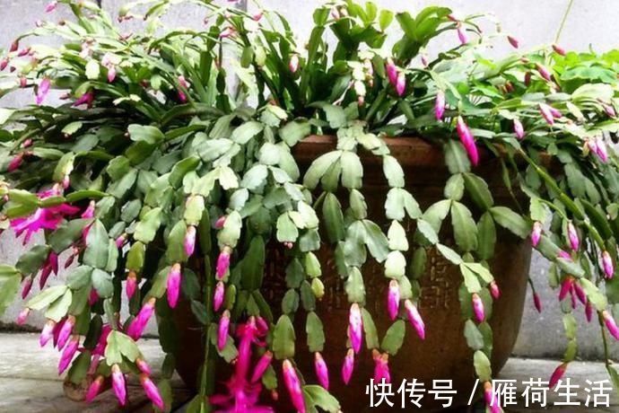 发红|夏季蟹爪兰在“睡觉”,换个“位置”养,叶片不发红,秋季早开花