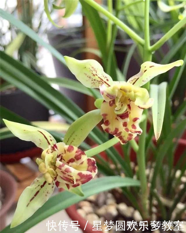 这款兰花人称“活香水”,一年四季香满屋,花瓣以奇、雅而闻名