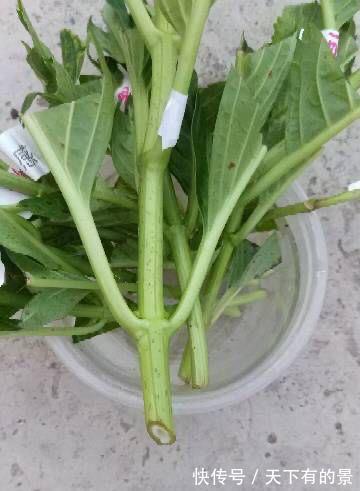 绣球花|秋天刚好可以扦插绣球花,记住两个技巧,存活很多棵,明年就有花