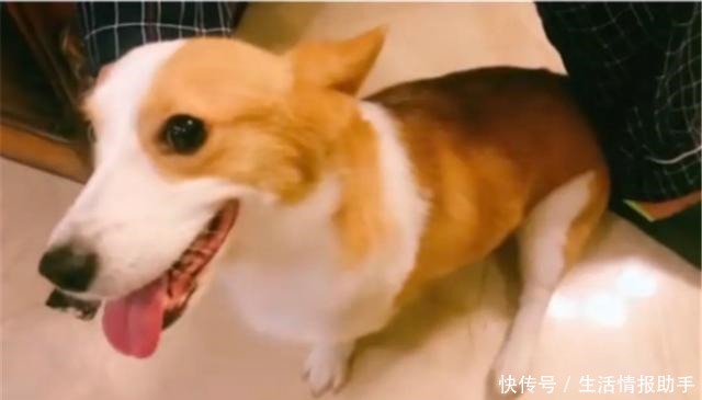 李汶翰曝光自家超豪装修!满屋欧式家具,养的狗都是英国皇家血统!