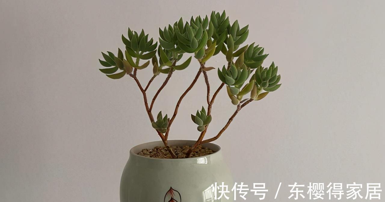 宝贝|多肉新手套餐中收获的宝贝绒针，一年就变成直立老桩，越看越喜欢
