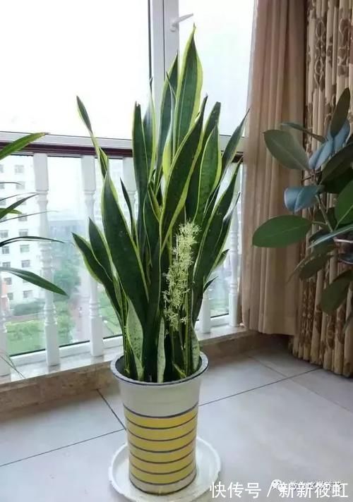 旺财|6种花镇宅旺财,净空气促健康,养过的都说“值得”!