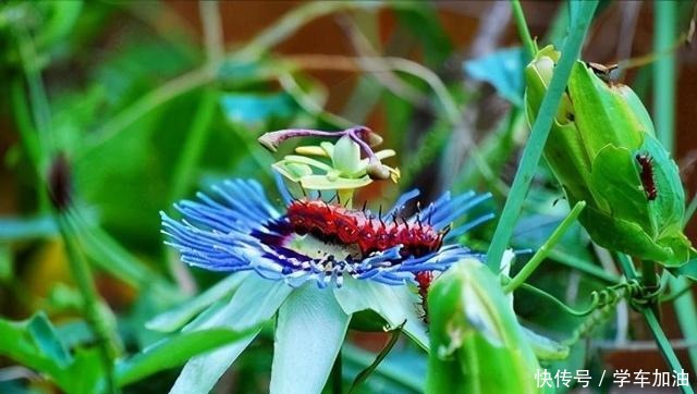 这三种“高级花”遇水易疯长,比牡丹“艳丽”,大户人家最爱养!