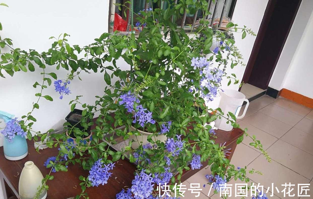 清新|夏天的蓝雪花,多做两步骤,不停开花,开花量大清新美丽