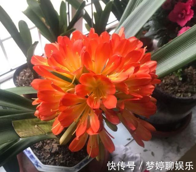 给君子兰浇水,有3个“小方法”,不用“十年功”,只要一分钟