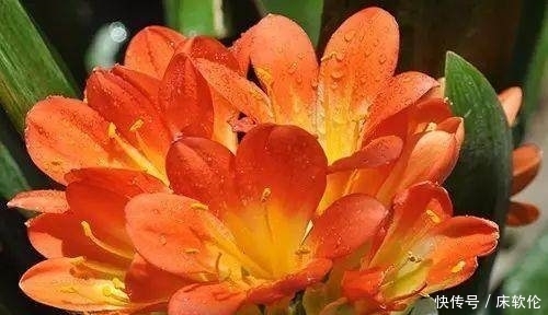 花友们|想要君子兰根壮叶绿不歪斜,养护时注意这点,君子兰蹭蹭直长爆盆