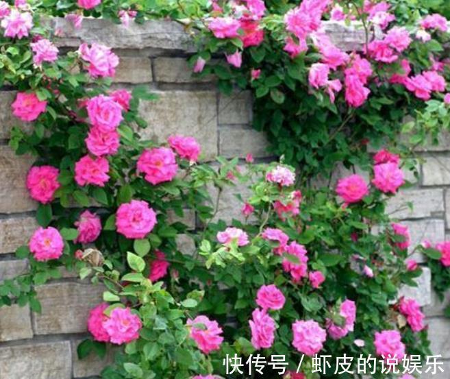 11月养3种耐寒花,种一次年年有花赏,轻松开出一面花墙