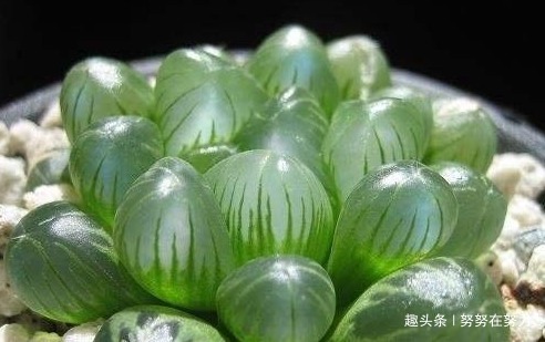 张大爷养“玉露”8年,总结了4个养护“小妙招”,个个晶莹剔透!