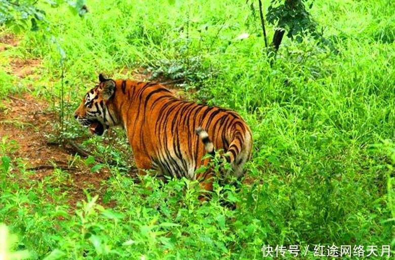  平阳|虎落平阳被犬欺，平阳是哪里？为何在此处老虎不如狗