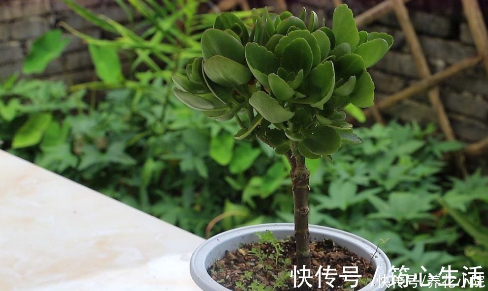 休眠|长寿花已在“休眠中”,现在就怕4件事,别去打扰它