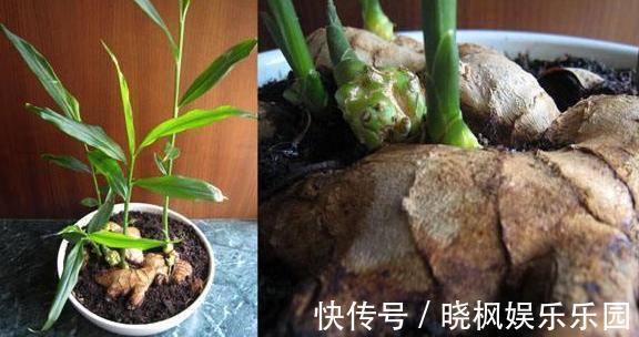 阳台上|怕生姜涨价?年年如此栽种一盆,开花能驱蚊蝇,结果多到吃不完