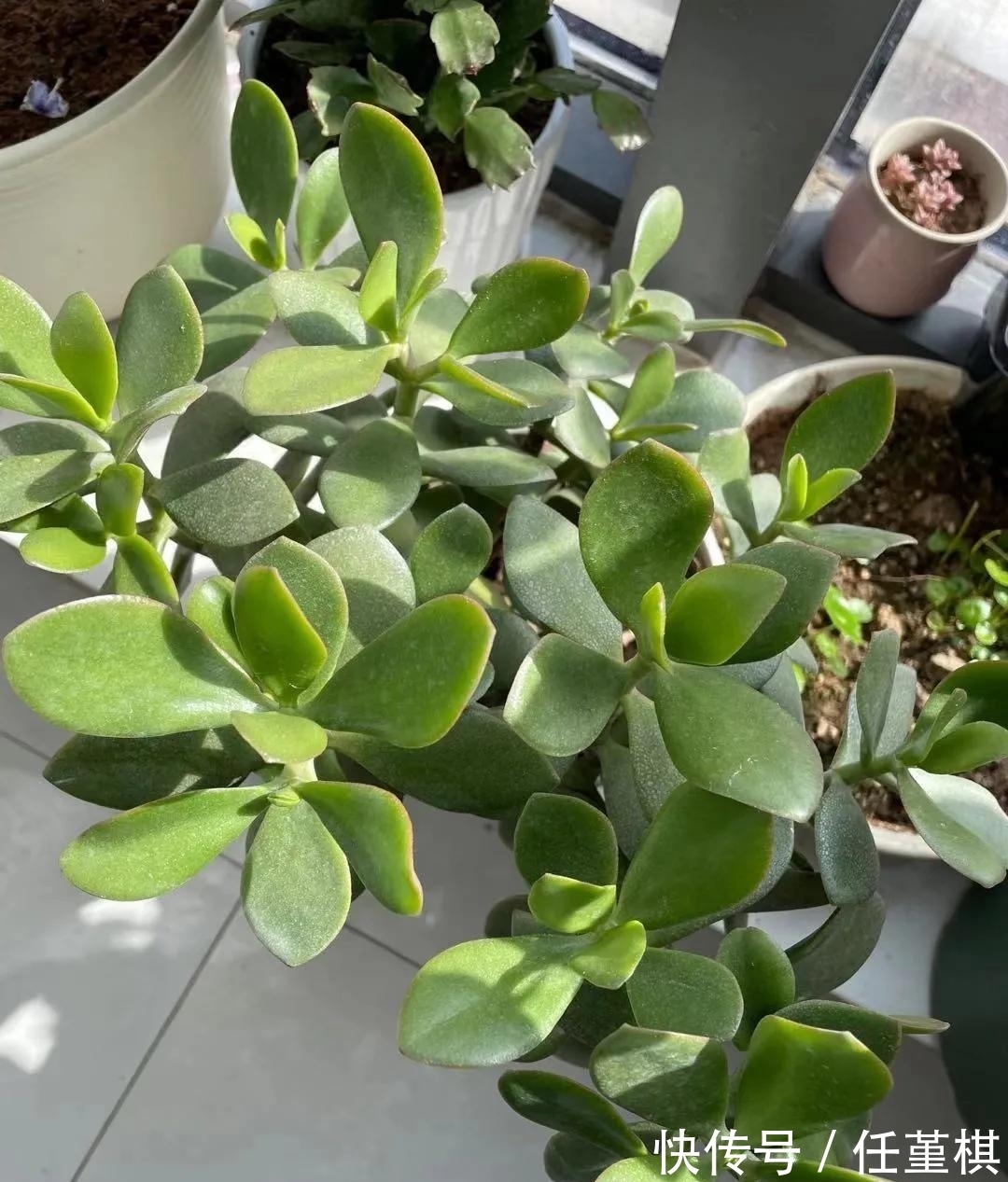 这5款花,不怕不浇水,就怕浇水多,特别适合懒人