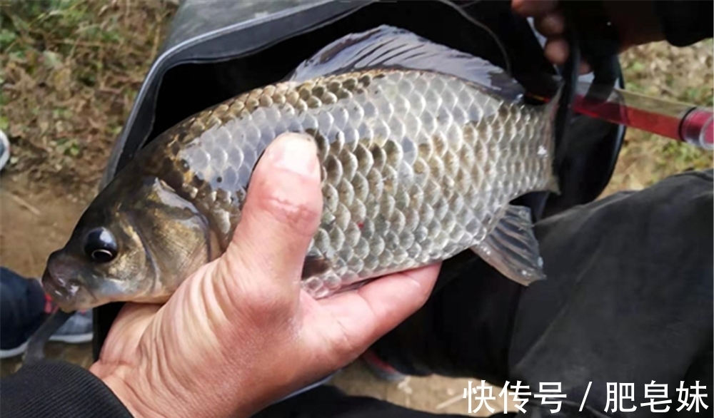 仲春适合野钓大板鲫,介绍几款自制“素饵”,钓大鲫鱼很给力!
