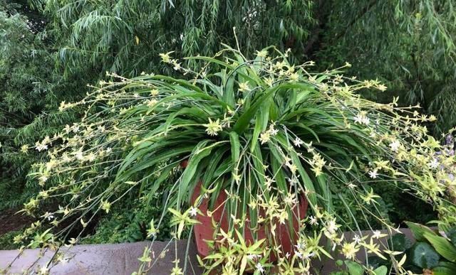 茎干|吊兰养出新花样,垂藤多如麻,如天女散花,还能养成独杆老桩子