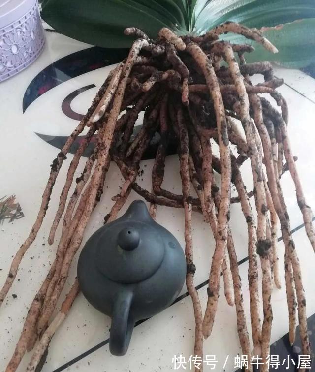 四个养根小妙招，学会一个，花草个个长得旺