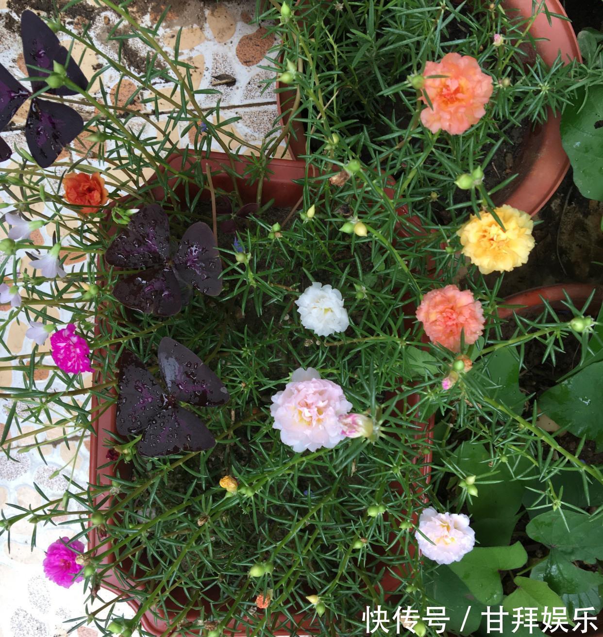 阳台|太阳花怎么过冬？用一种方法，顺利过冬，来年开花更多更美