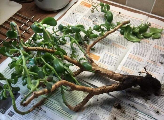 有机肥|玉树烂根还有救吗？教你3个挽救法，20天生根，让它“起死回生“