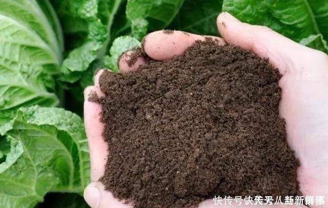 浇水|淘米水、啤酒水都别用,老花农只用它泡水,什么花都能浇,疯长