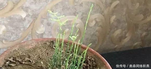 春剪|文竹快速“长爆盆”有秘诀,关键要“春剪”,蹭蹭冒出“小笋芽”