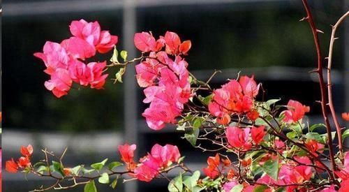 这10种花超级怕冷,再不搬进屋,小心只剩下盆了