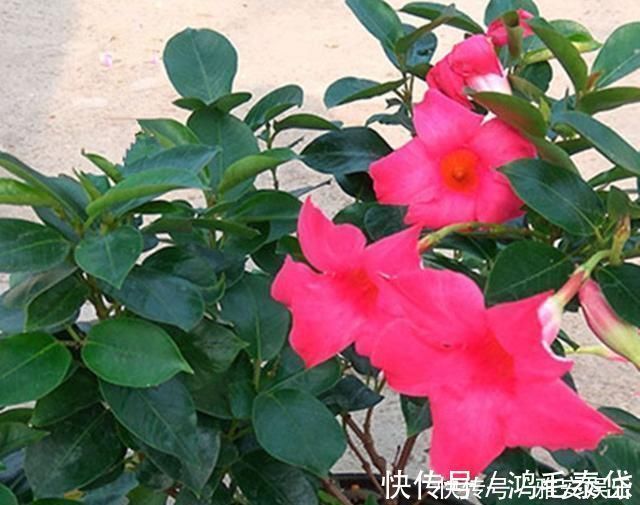 花盆|花盆里有虫子怎么办教你一招,让花盆内永远不生虫