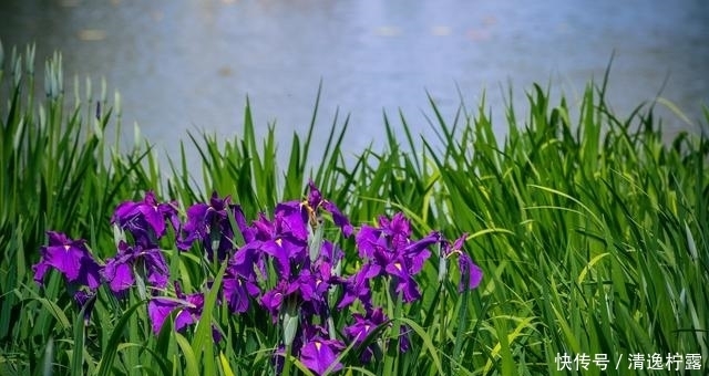 花都开好了，太湖鼋头渚五一假期赏花指南