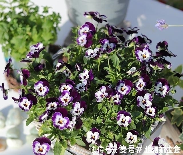 花海|这5种花很好养,浇水就行,有阳光就爆花,阳台变花海!