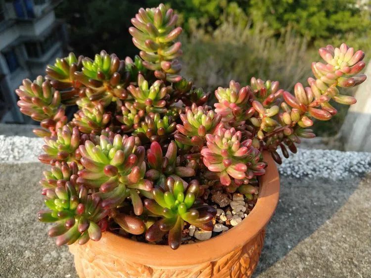 养肉三年，分享养肉经验，谈谈适合逆开挂区的多肉！