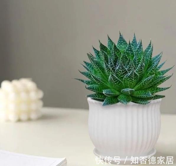 花友|5种可以净化空气的花,一次养十盆都不嫌多,清新好看有益健康