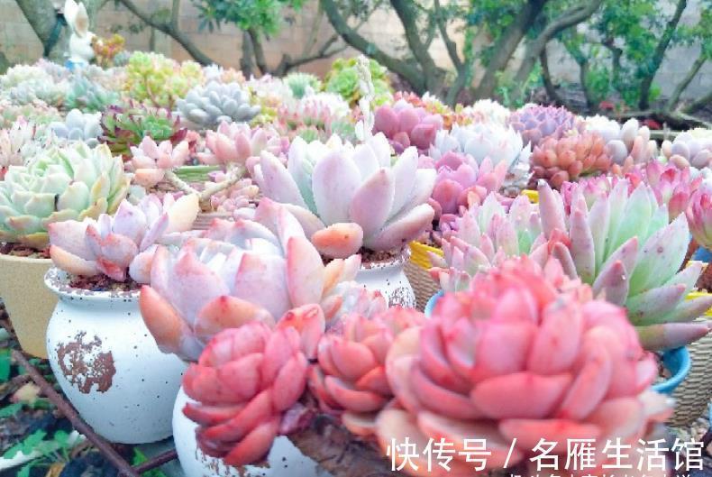 姬胧月|刚开始养多肉的“小白”,试试此6个品种,养过的肉友都说忒好养