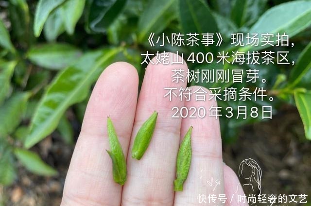 踩到|会买白茶的人,永远不会踩到这四个坑,来看看,你会买白茶吗