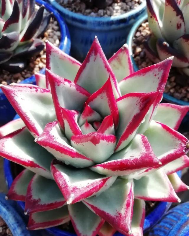 冬季乌木该怎么养,把这四点做好,绿叶变黑叶,傲气十足