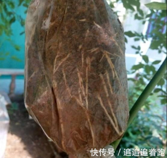 还在养吊兰3种花剪根枝，插土里就能活，半年成花墙，太惊艳了